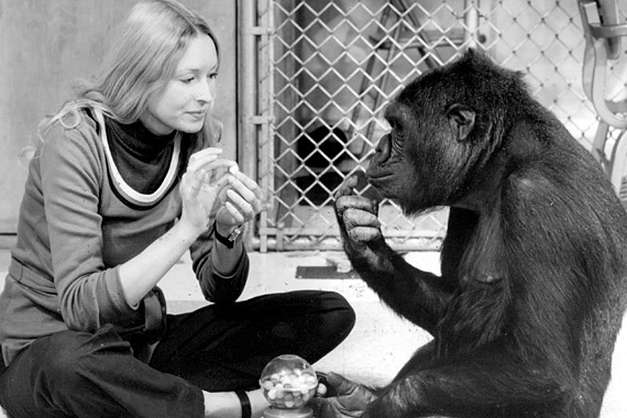 Как обезьяны осваивают язык глухих: доклад Георгия Мороза